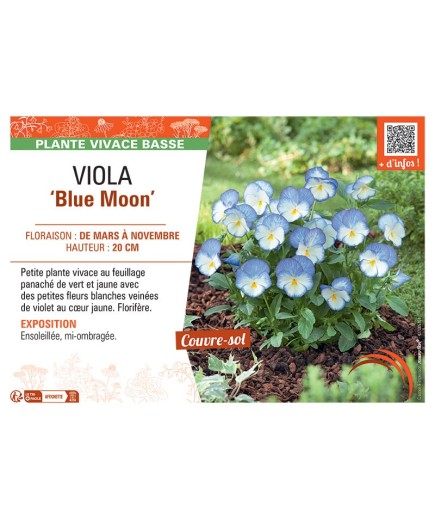 VIOLA BLUE MOON