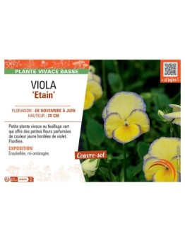 VIOLA ETAIN