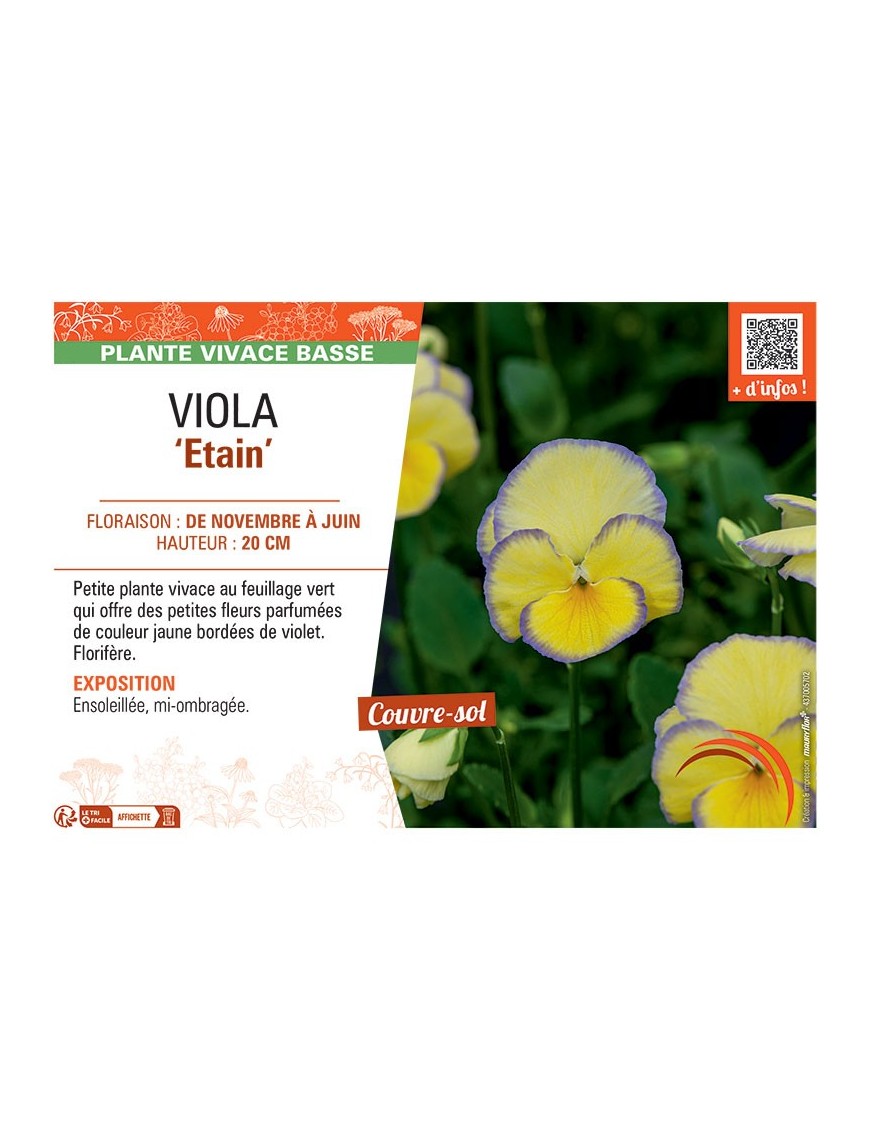 VIOLA ETAIN