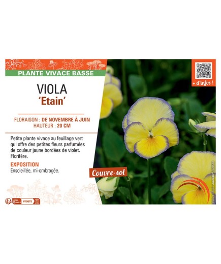 VIOLA ETAIN