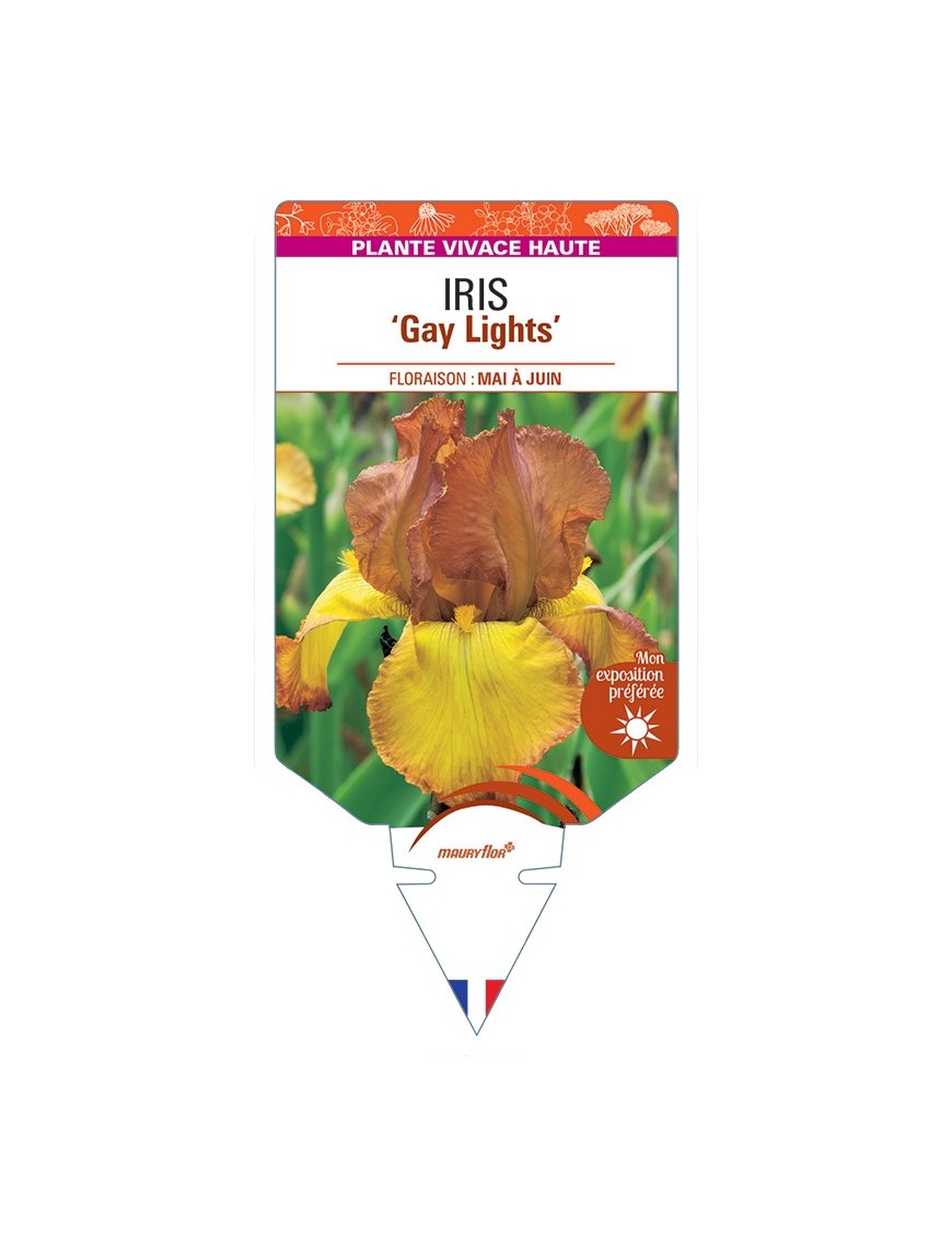 IRIS (germanica) Gay Lights