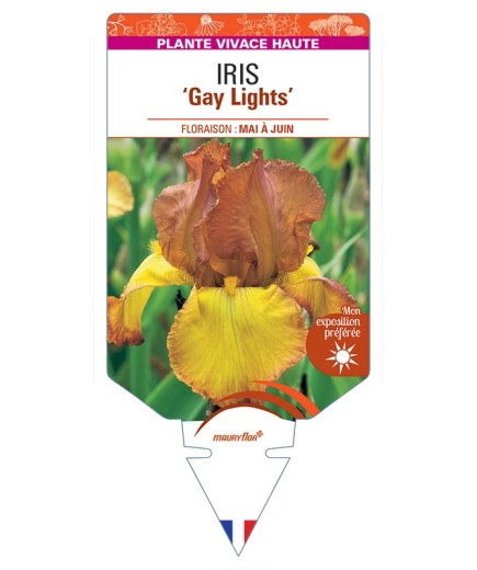 IRIS (germanica) Gay Lights