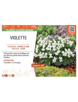 VIOLETTE (Viola odorata blanche)