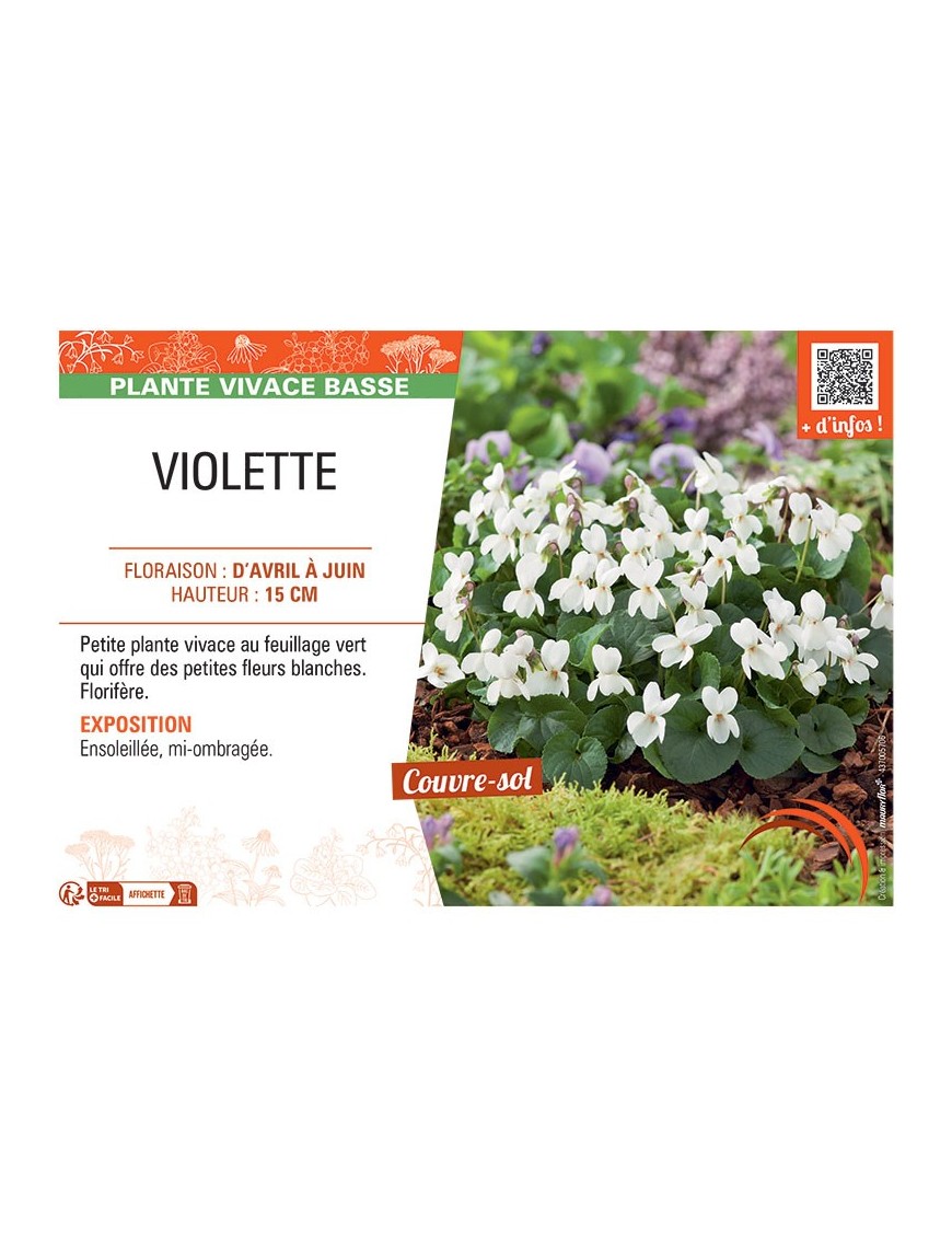 VIOLETTE (Viola odorata blanche)