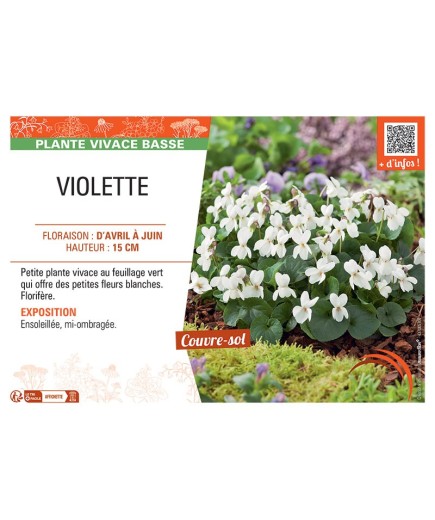 VIOLETTE (Viola odorata blanche)