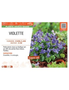 VIOLETTE (Viola odorata bleue)