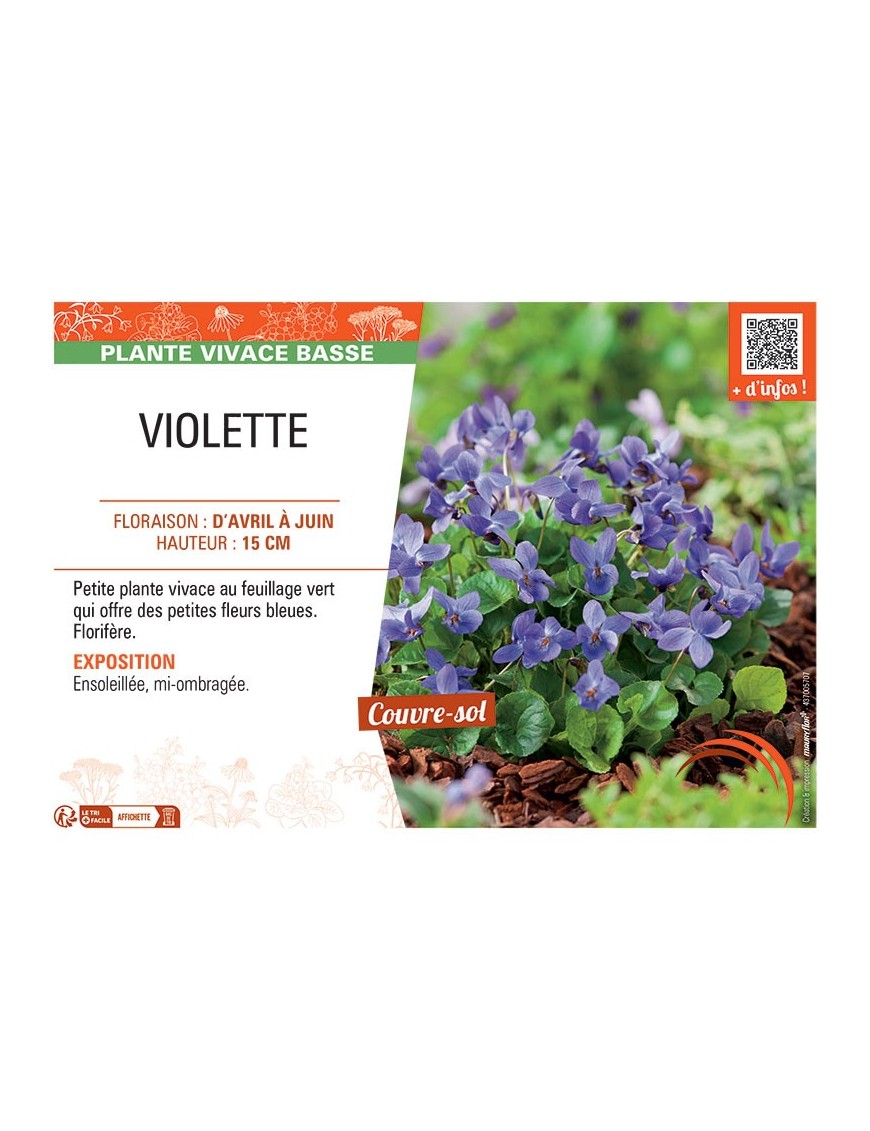 VIOLETTE (Viola odorata bleue)