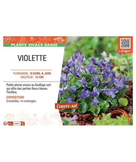 VIOLETTE (Viola odorata bleue)