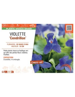 VIOLETTE CENDRILLON