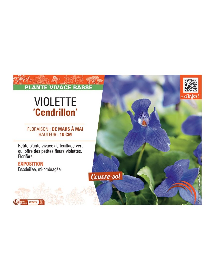 VIOLETTE CENDRILLON