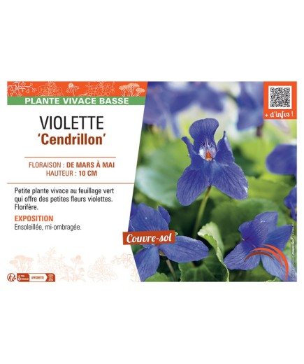 VIOLETTE CENDRILLON