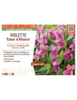 VIOLETTE CŒUR D'ALSACE