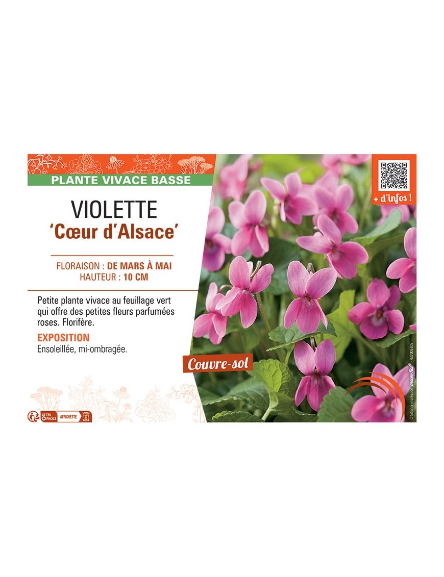 VIOLETTE CŒUR D'ALSACE
