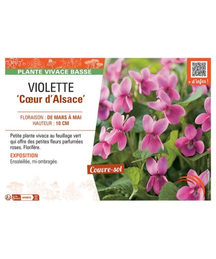 VIOLETTE CŒUR D'ALSACE