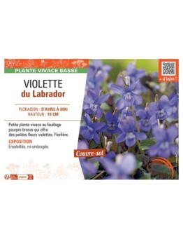 VIOLETTE DU LABRADOR