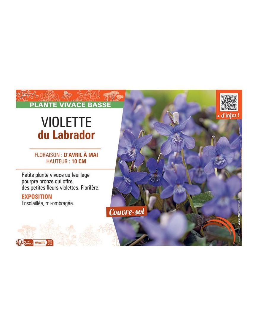VIOLETTE DU LABRADOR