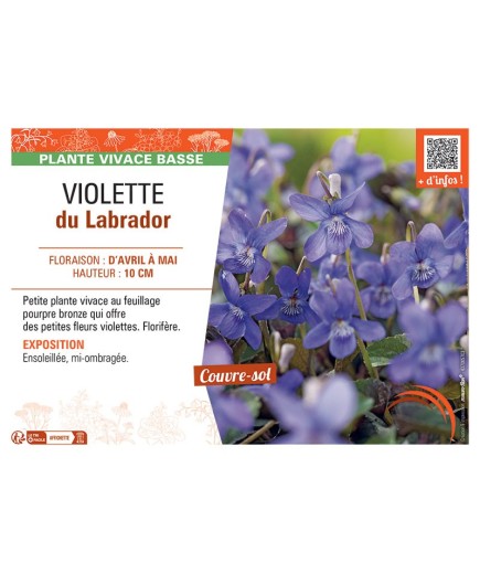 VIOLETTE DU LABRADOR