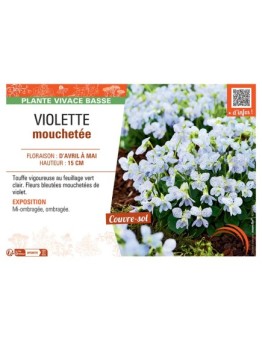 VIOLETTE MOUCHETEE