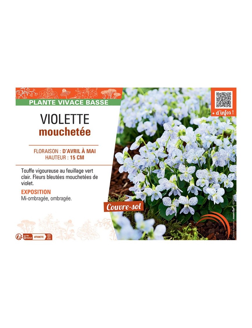 VIOLETTE MOUCHETEE