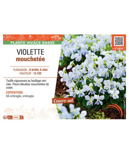 VIOLETTE MOUCHETEE