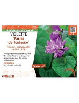 VIOLETTE PARME DE TOULOUSE