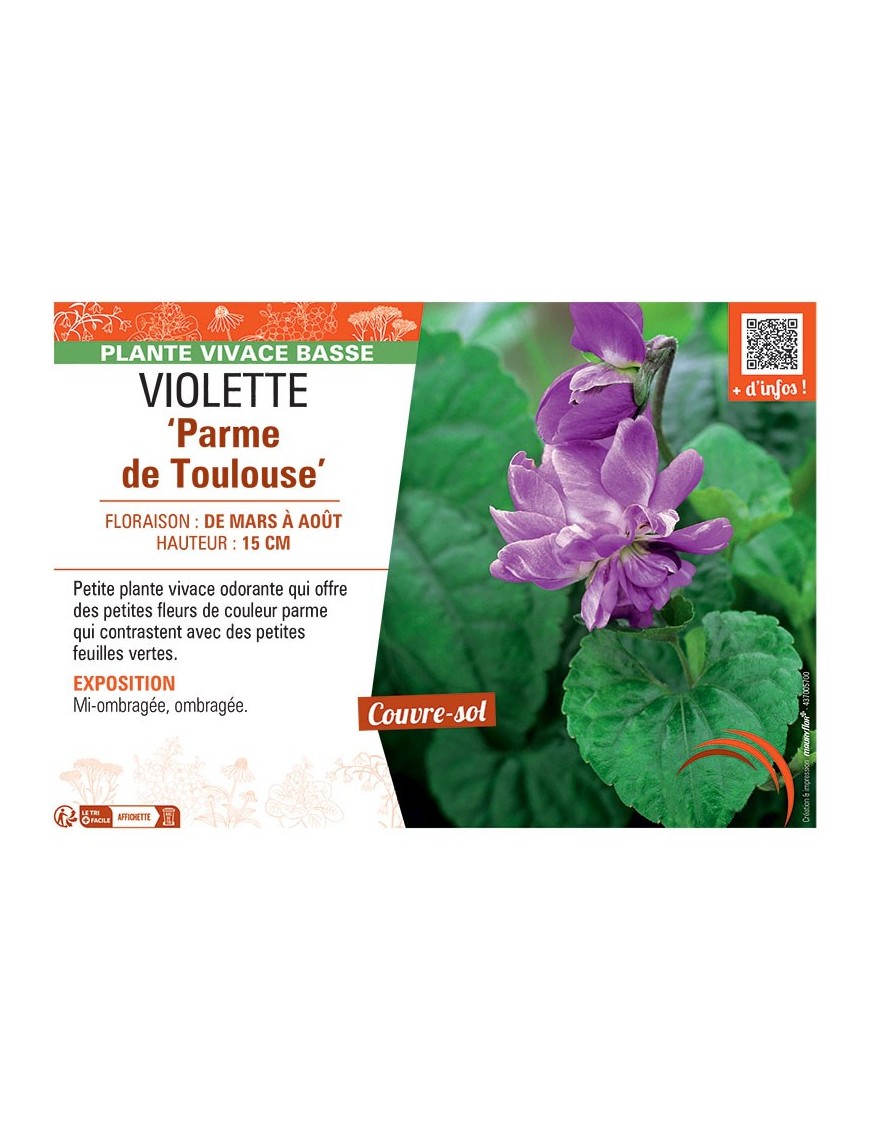 VIOLETTE PARME DE TOULOUSE
