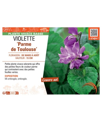 VIOLETTE PARME DE TOULOUSE