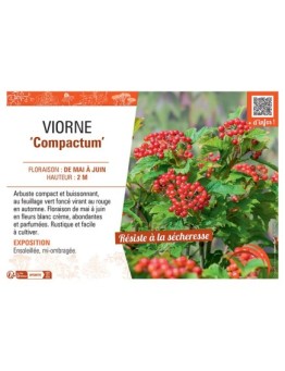 VIORNE COMPACTUM