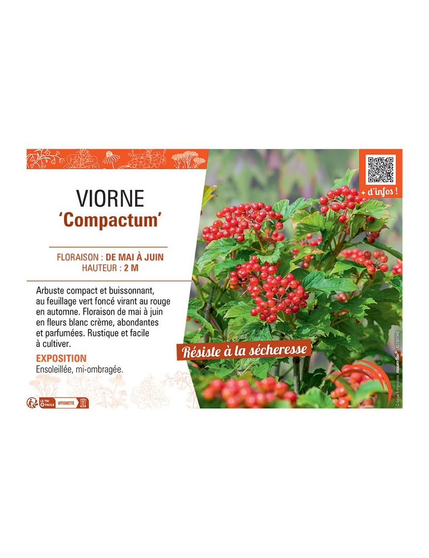 VIORNE COMPACTUM