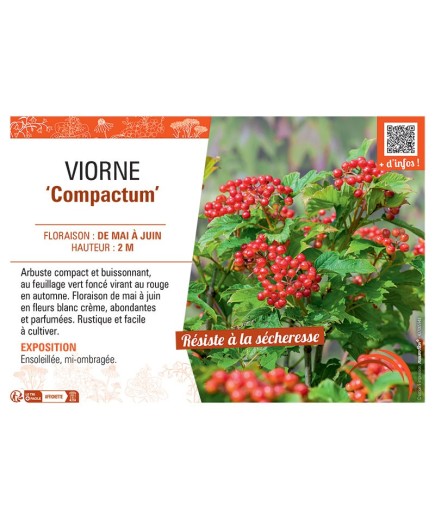VIORNE COMPACTUM