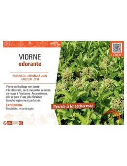 VIORNE ODORANTE