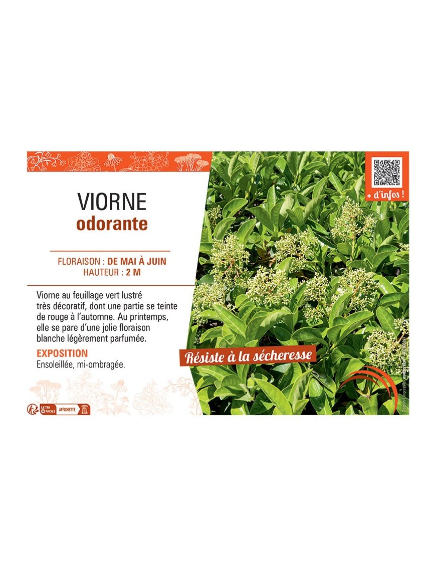 VIORNE ODORANTE