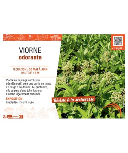 VIORNE ODORANTE