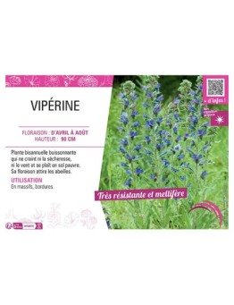 VIPERINE