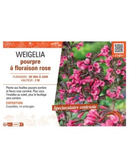 WEIGELIA POURPRE à FLORAISON ROSE
