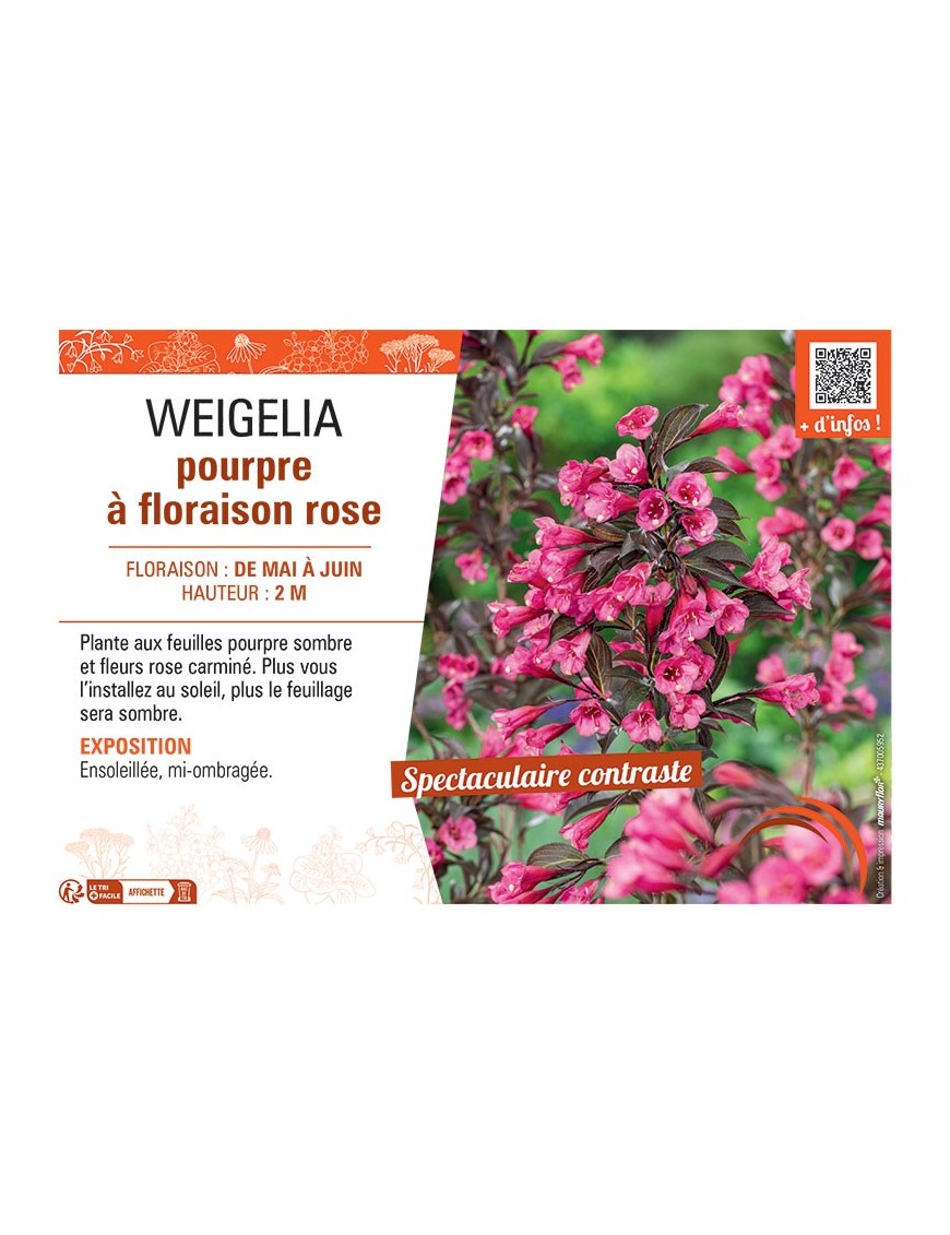 WEIGELIA POURPRE à FLORAISON ROSE