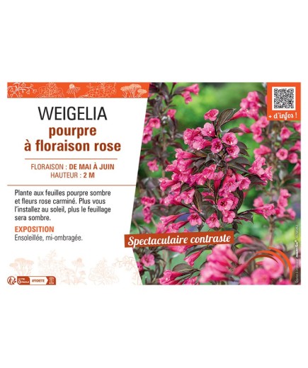 WEIGELIA POURPRE à FLORAISON ROSE
