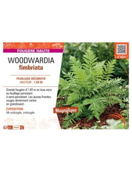 WOODWARDIA FIMBRIATA