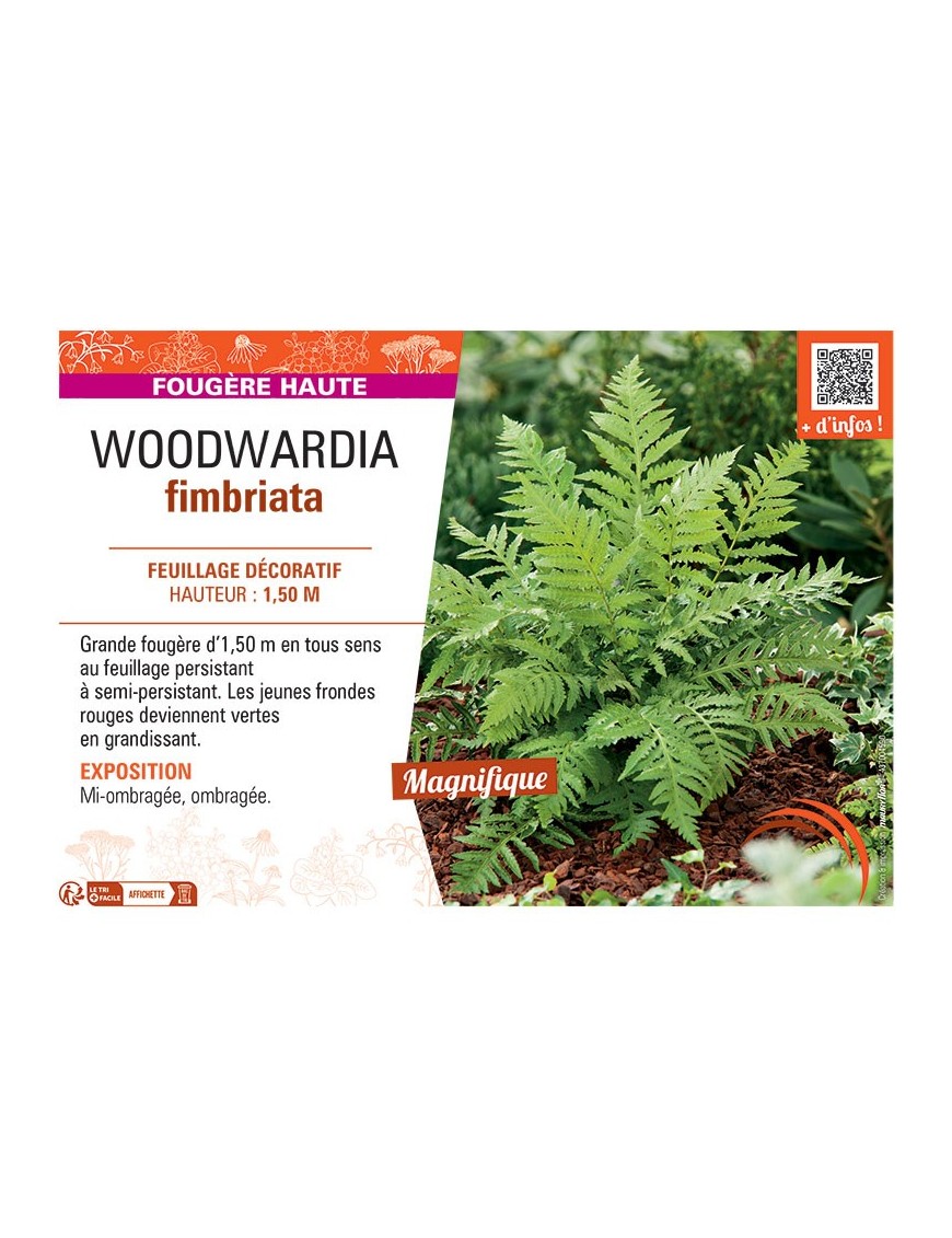 WOODWARDIA FIMBRIATA