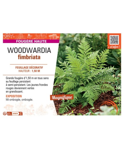 WOODWARDIA FIMBRIATA