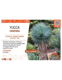 YUCCA ROSTRATA