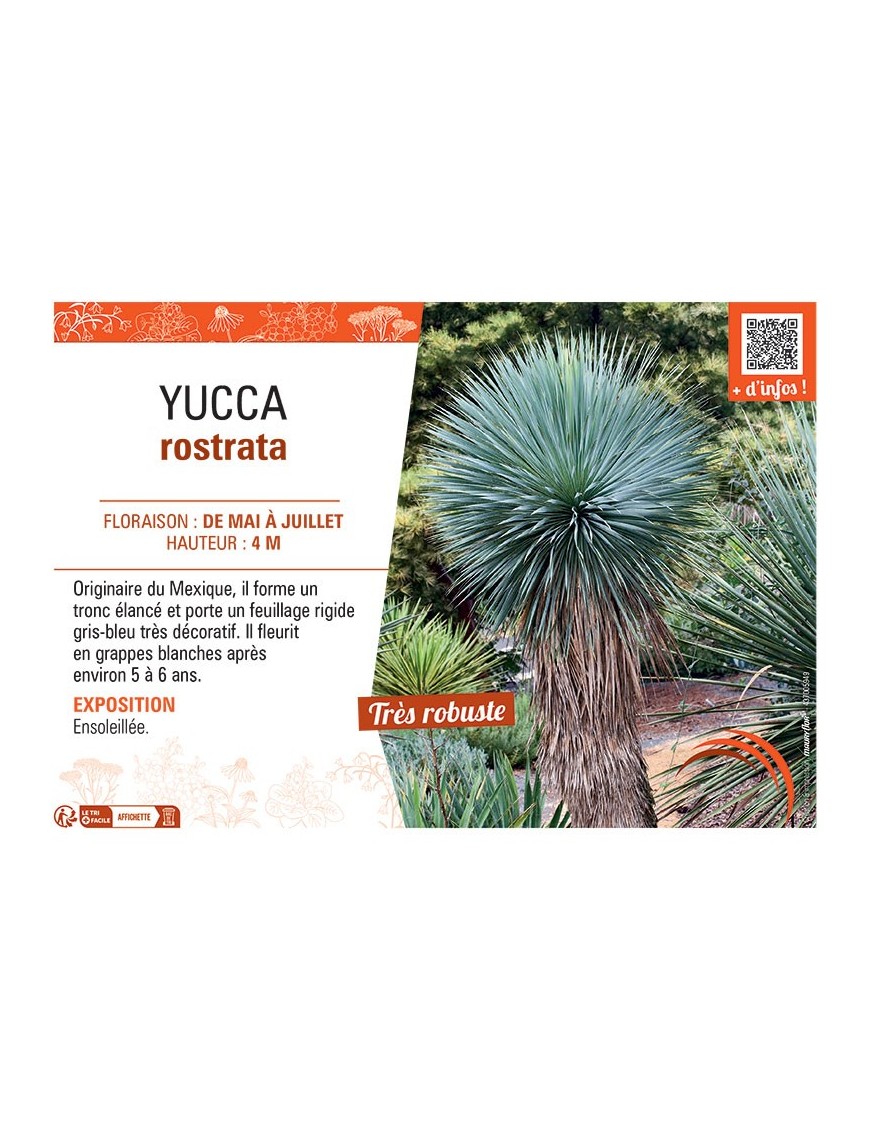 YUCCA ROSTRATA