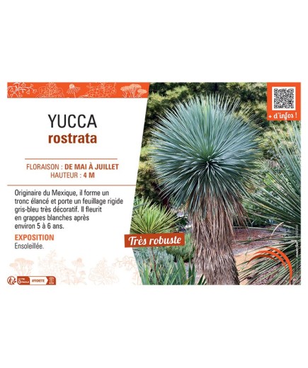 YUCCA ROSTRATA