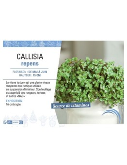 CALLISIA REPENS