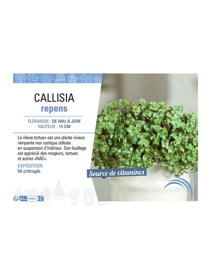 CALLISIA REPENS