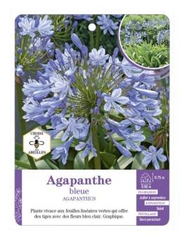 AGAPANTHUS BLEUE - Agapanthe