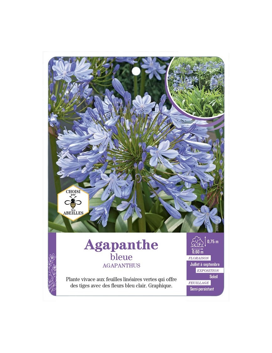 AGAPANTHUS BLEUE - Agapanthe
