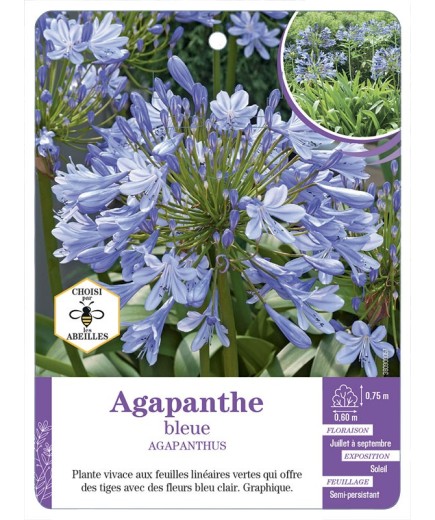 AGAPANTHUS BLEUE - Agapanthe