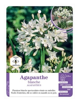 AGAPANTHUS BLANCHE - Agapanthe