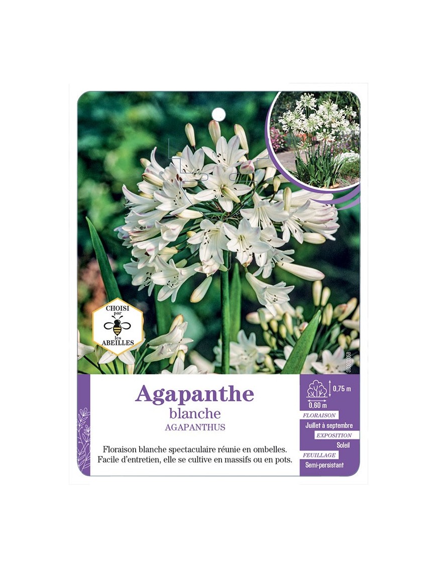 AGAPANTHUS BLANCHE - Agapanthe